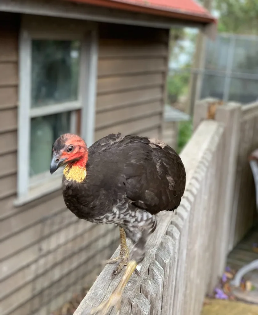 a turkey on the fence