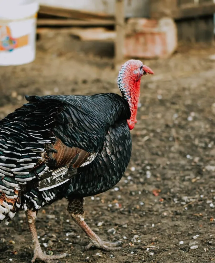 a black turkey walking