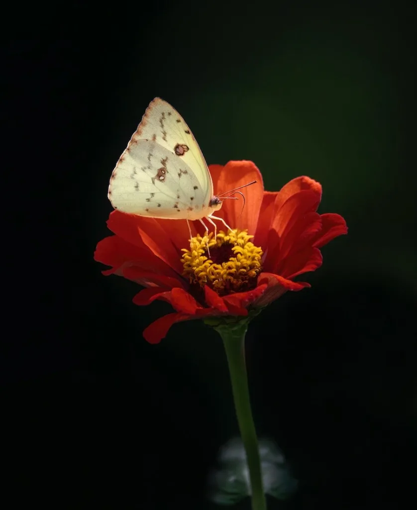 white butterfly landing a flower