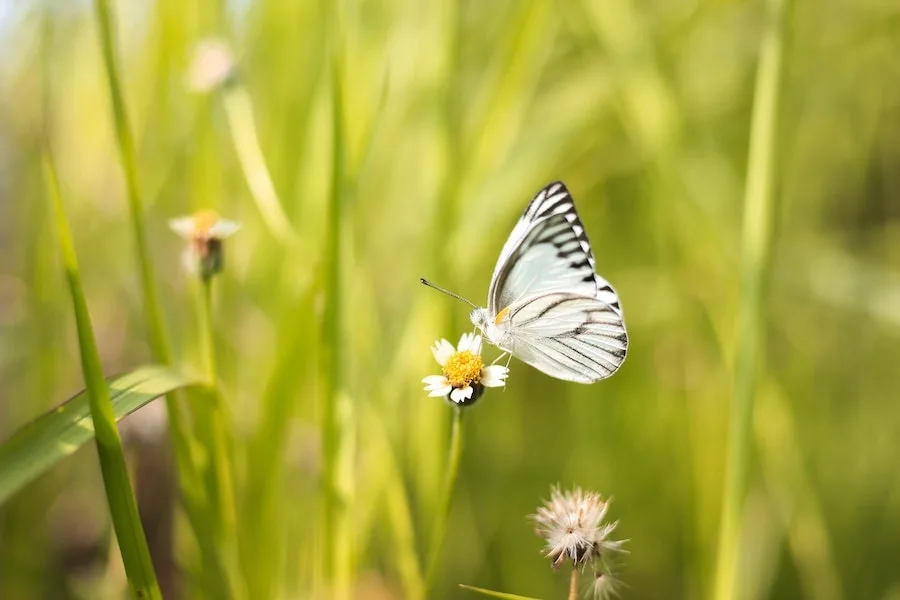 Spiritual meanings of a white butterfly landing on you
