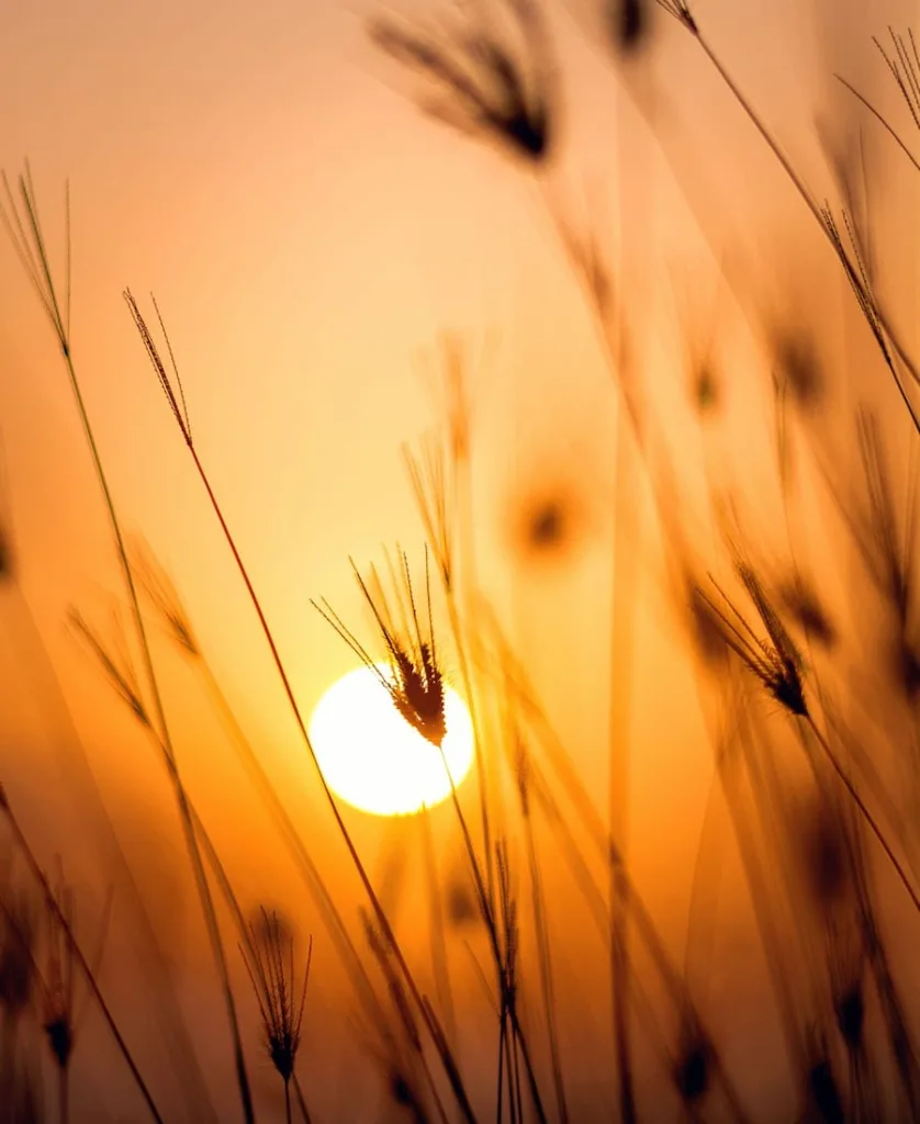 sun seen from a wheat field
