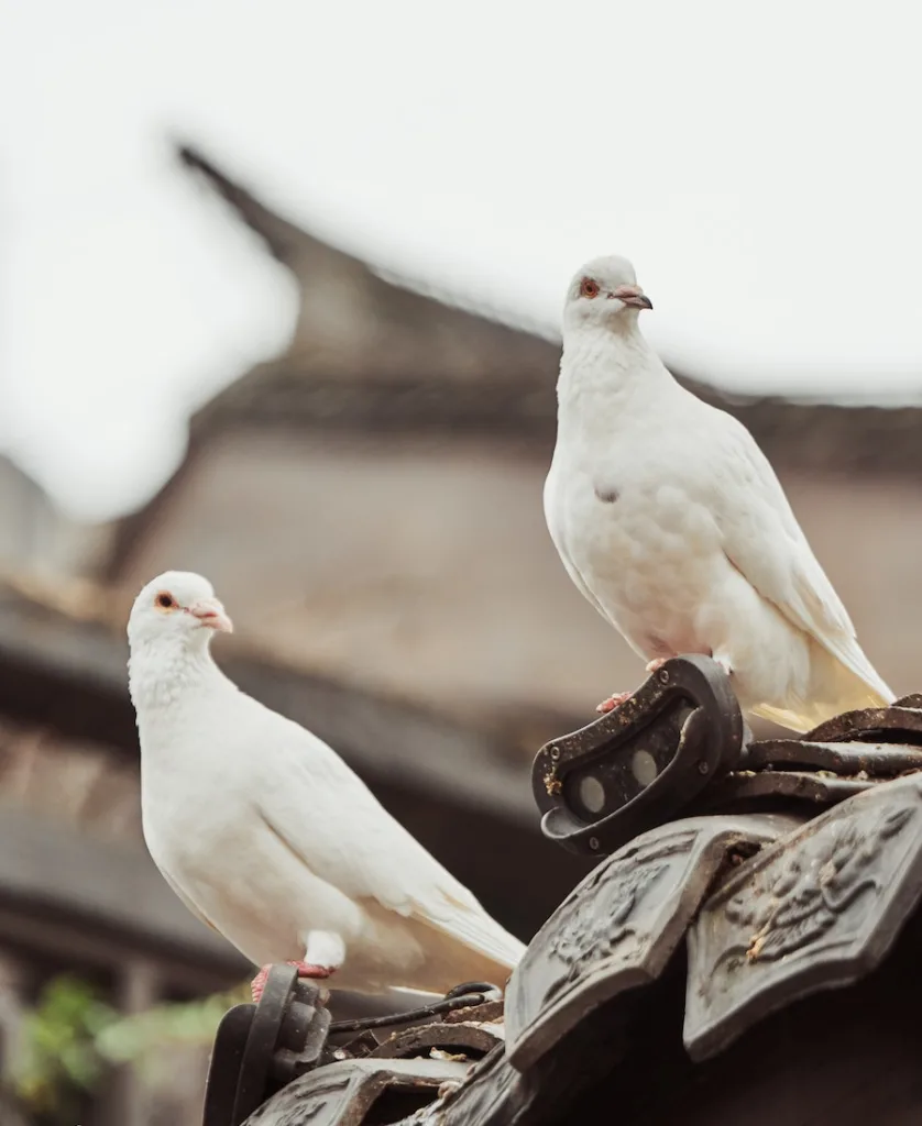 two white doves