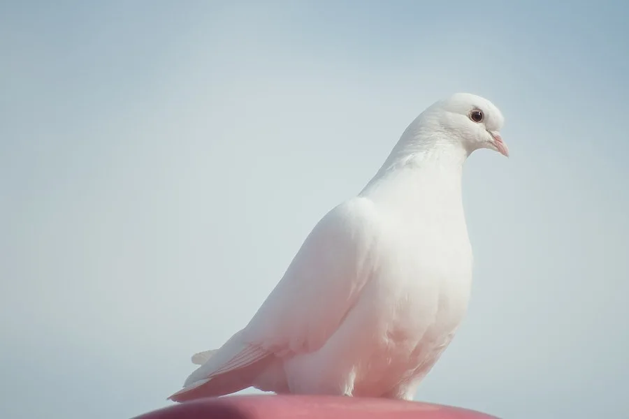 spiritual meaning of seeing a white dove