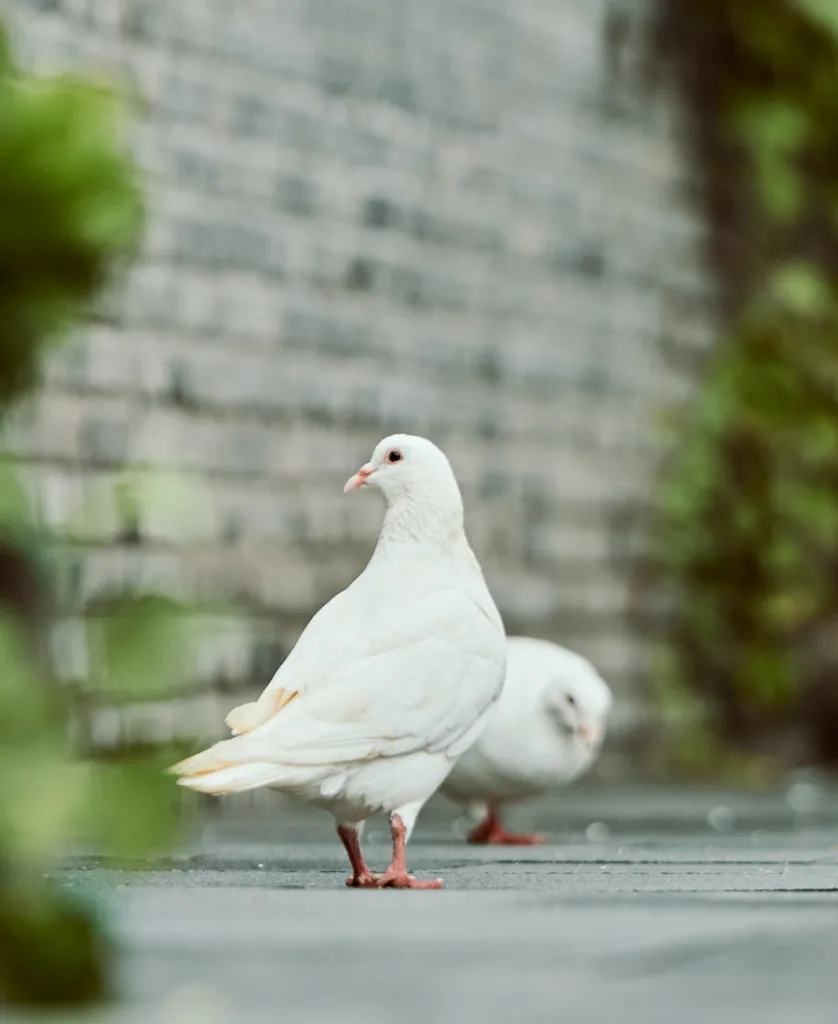 white dove walking