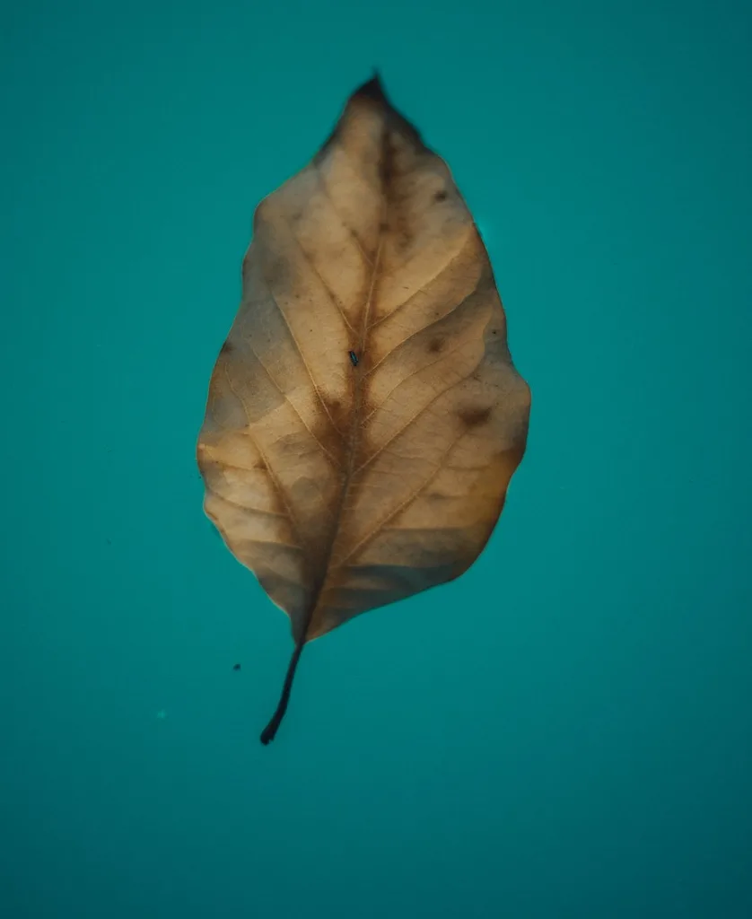 brown leaf