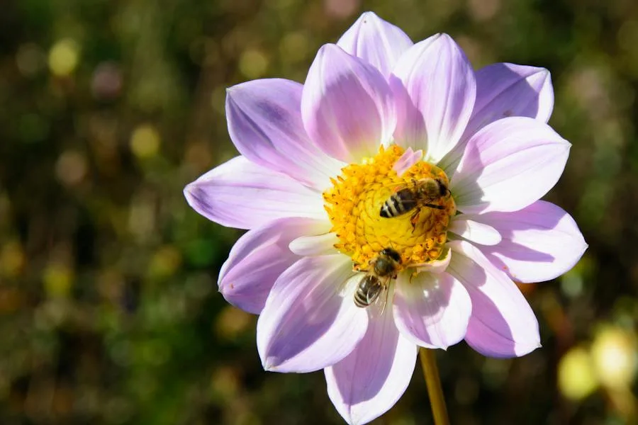 spiritual meaning of bees in your house