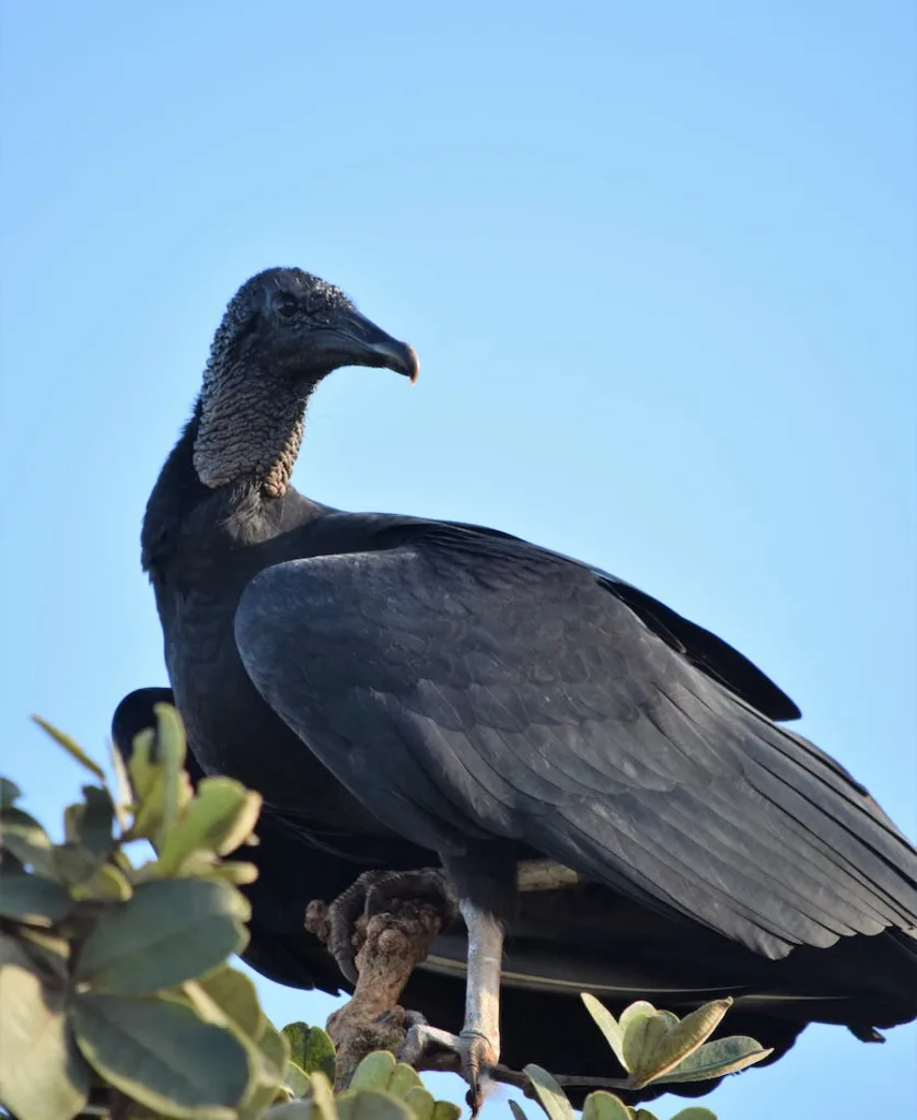spiritual meaning of black vulture