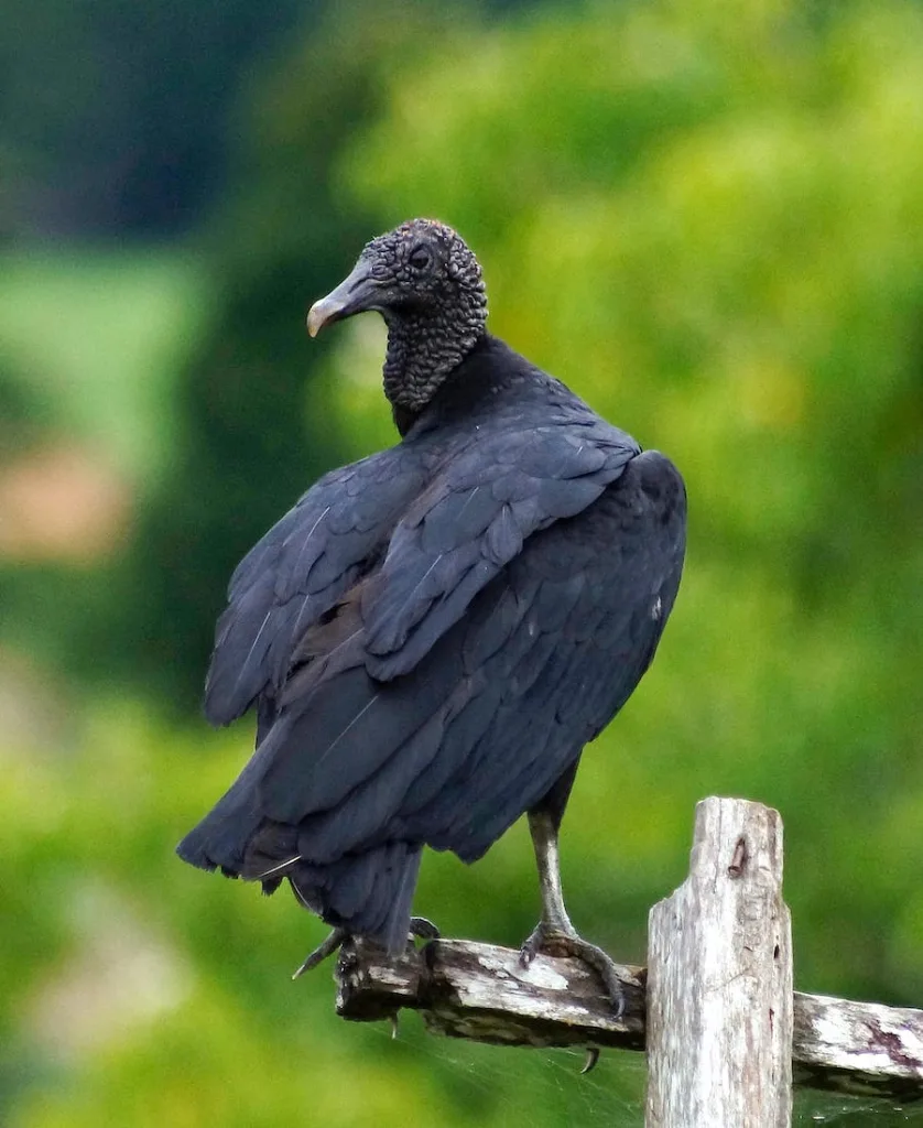 a black vulture wathing you