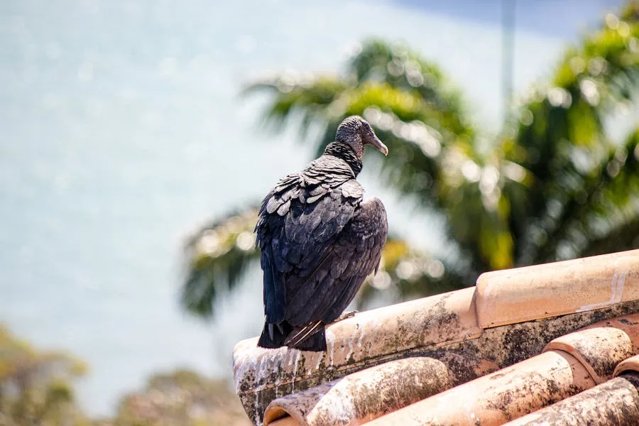 the spiritual meaning of black vulture