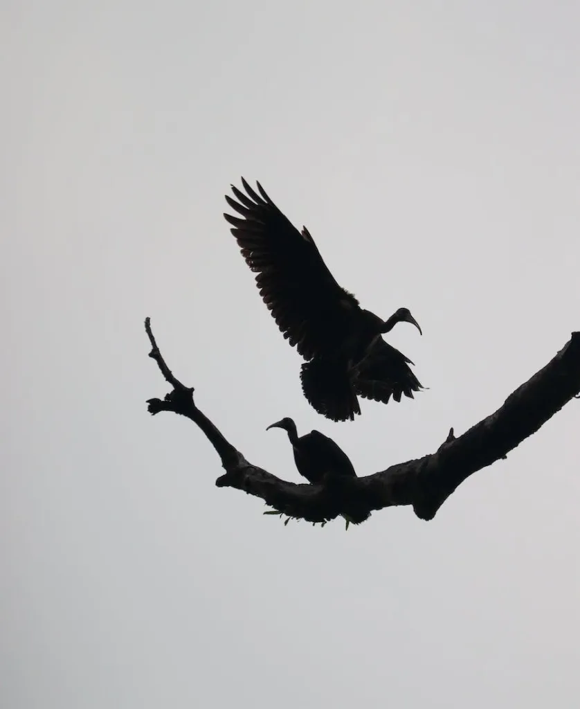 two black vultures