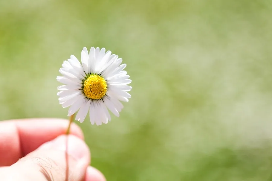 spiritual meaning of white daisy