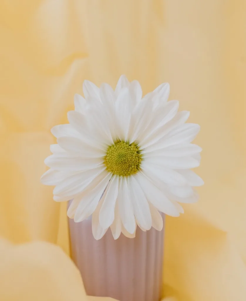 a large white daisy in a vase