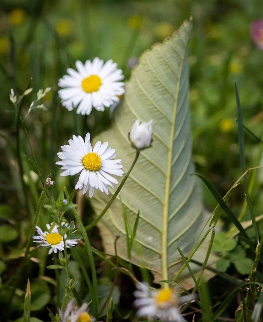 white daisies in nature.