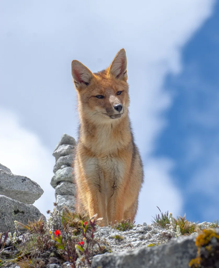 a fox crossing your path and your symbolism