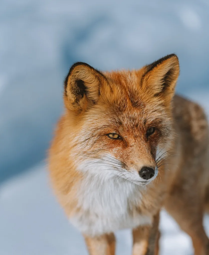 fox in the snow