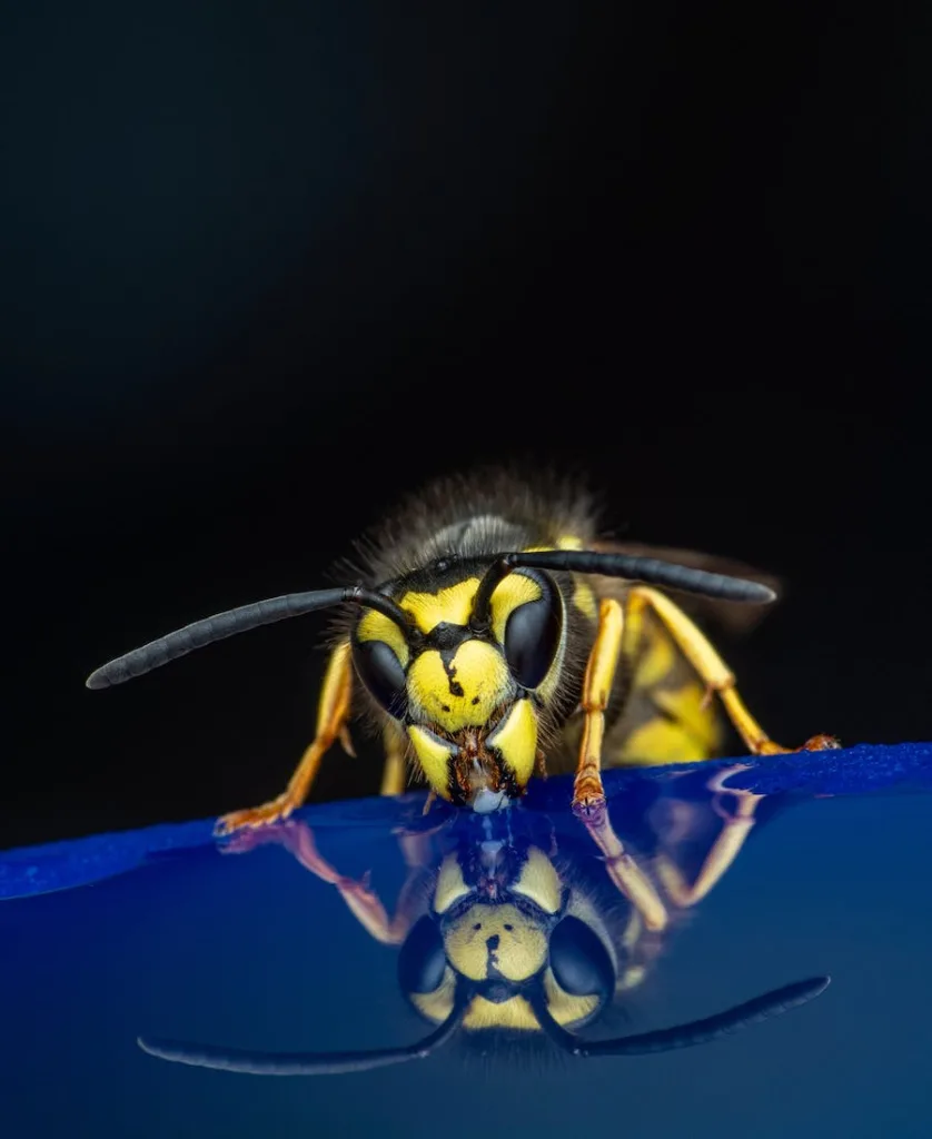 close up of a yellow jacket