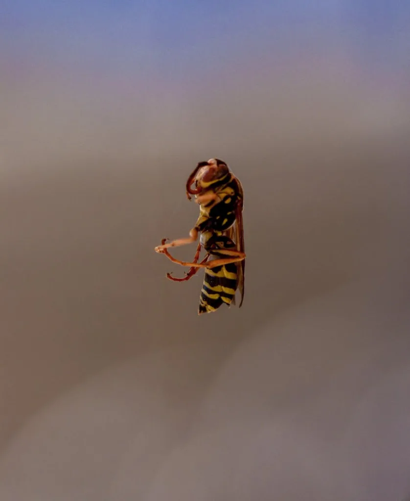 yellow jacket in the glass