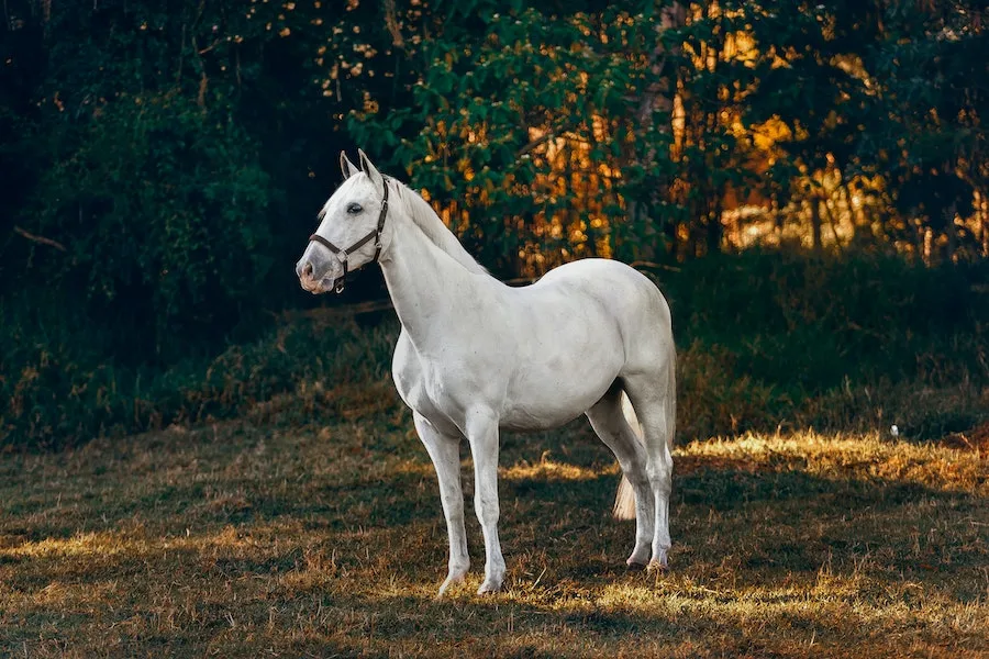 spiritual meaning of horse