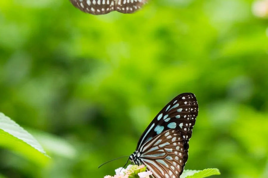 Spiritual Meanings of Two Butterflies Flying Together