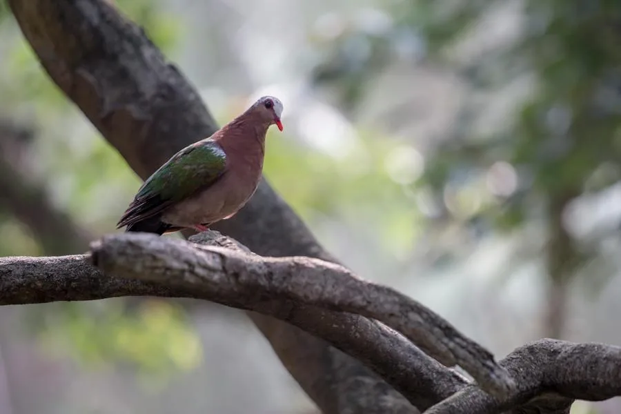 spiritual pigeon spiritual meaning