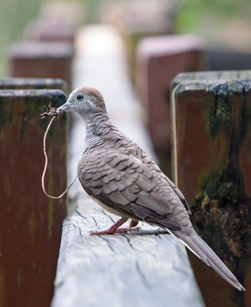 brown pigeon spiritual meaning