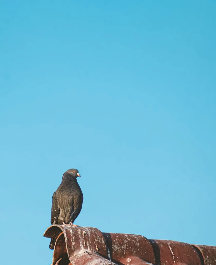 a brown pigeon on the roof