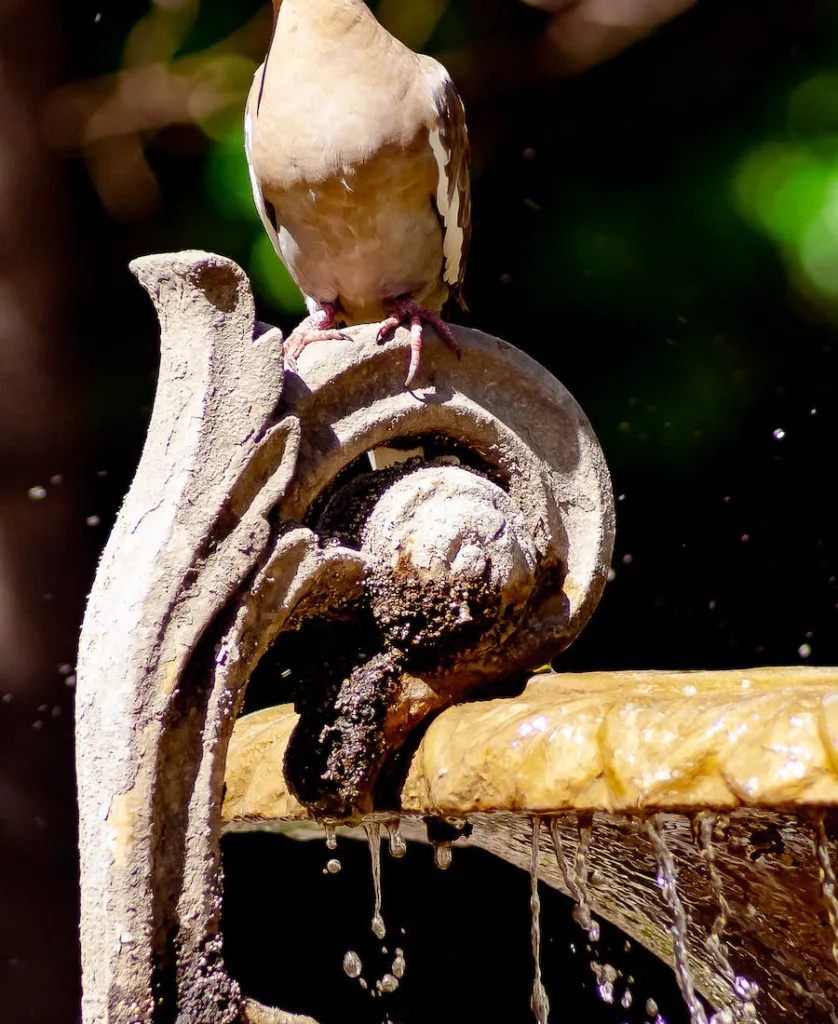 a brown pigeon at the ancient gate