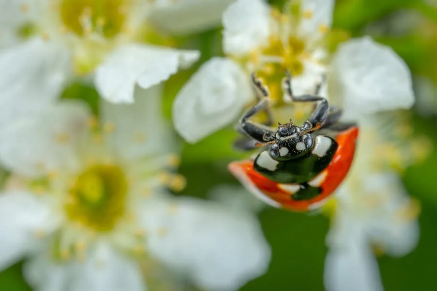spiritual meaning of bug