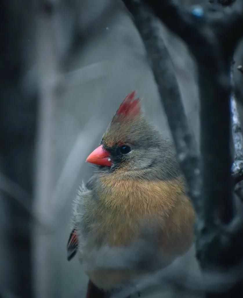 a cardinal on the tree branch