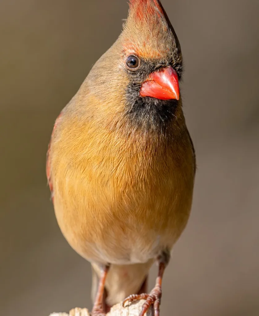 cardinal tapping on window spiritual meaning