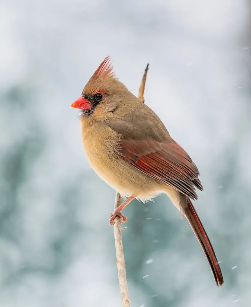 a cardinal looking at the cold winter scene