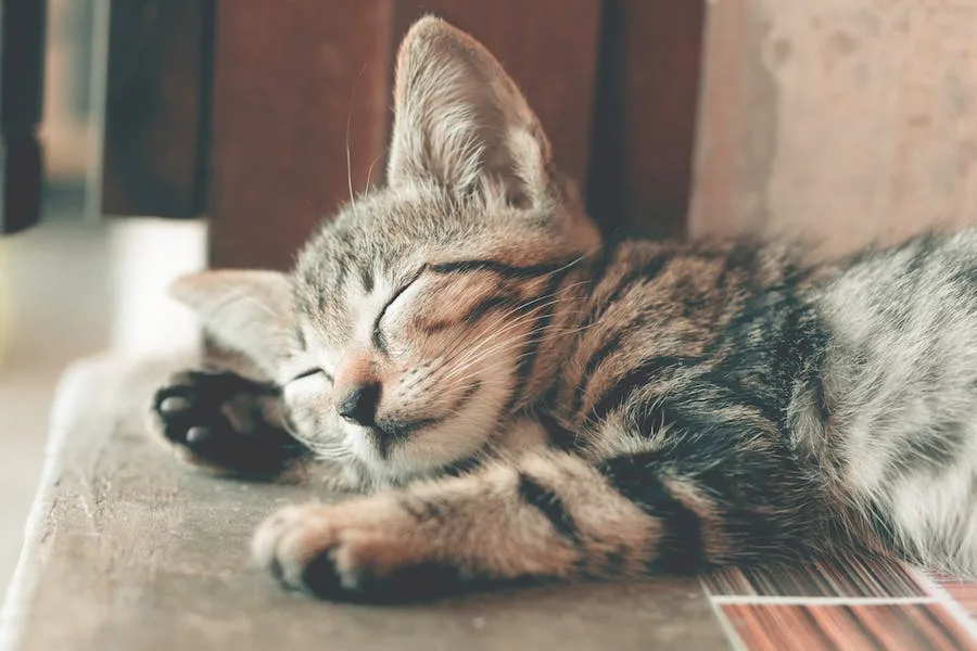 spiritual meaning of cat sleeping above my head