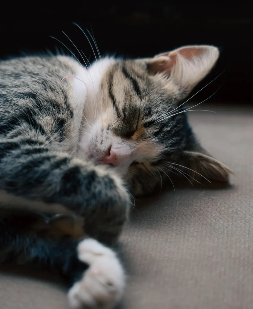 a grey cat sleeping