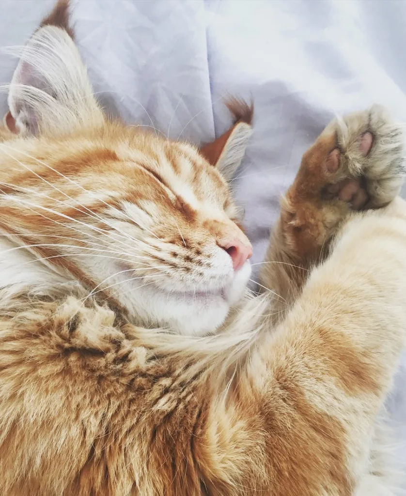 a orange cat sleeping