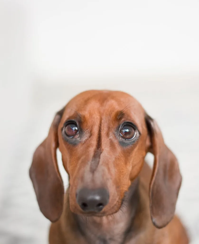 a dog crying for the photo