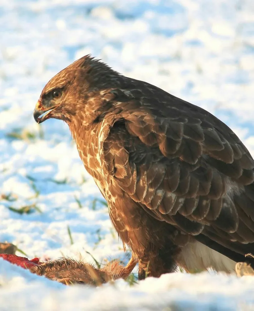 Falcon eating