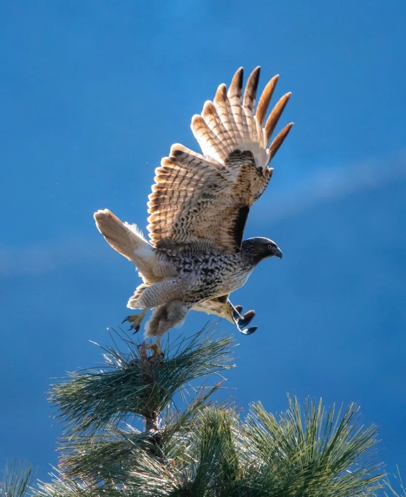 Falcon flying from a tree