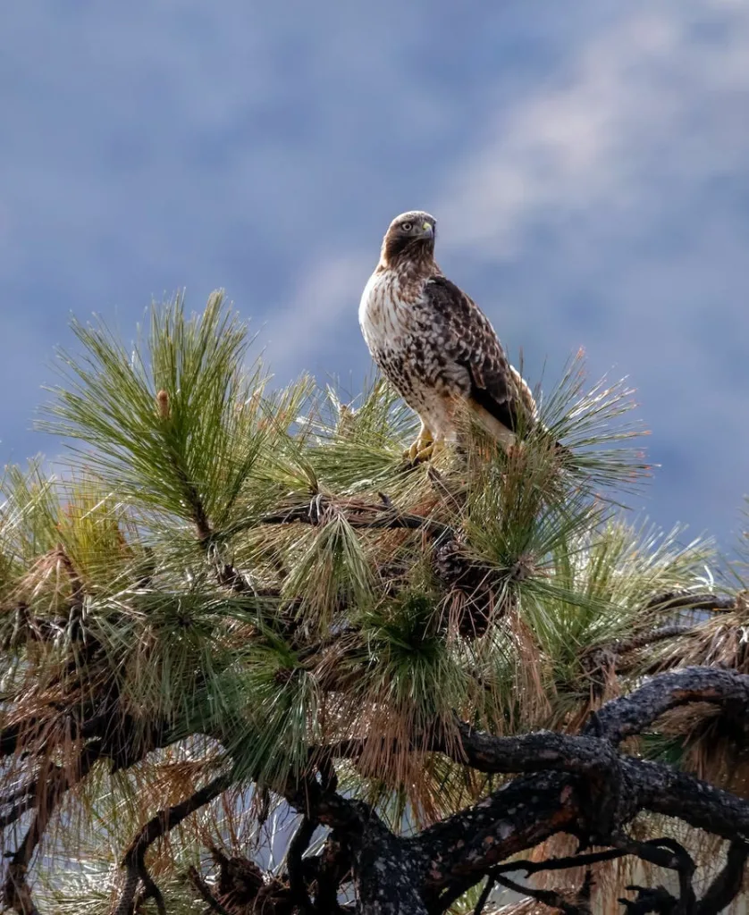 Falcon on top of a tree