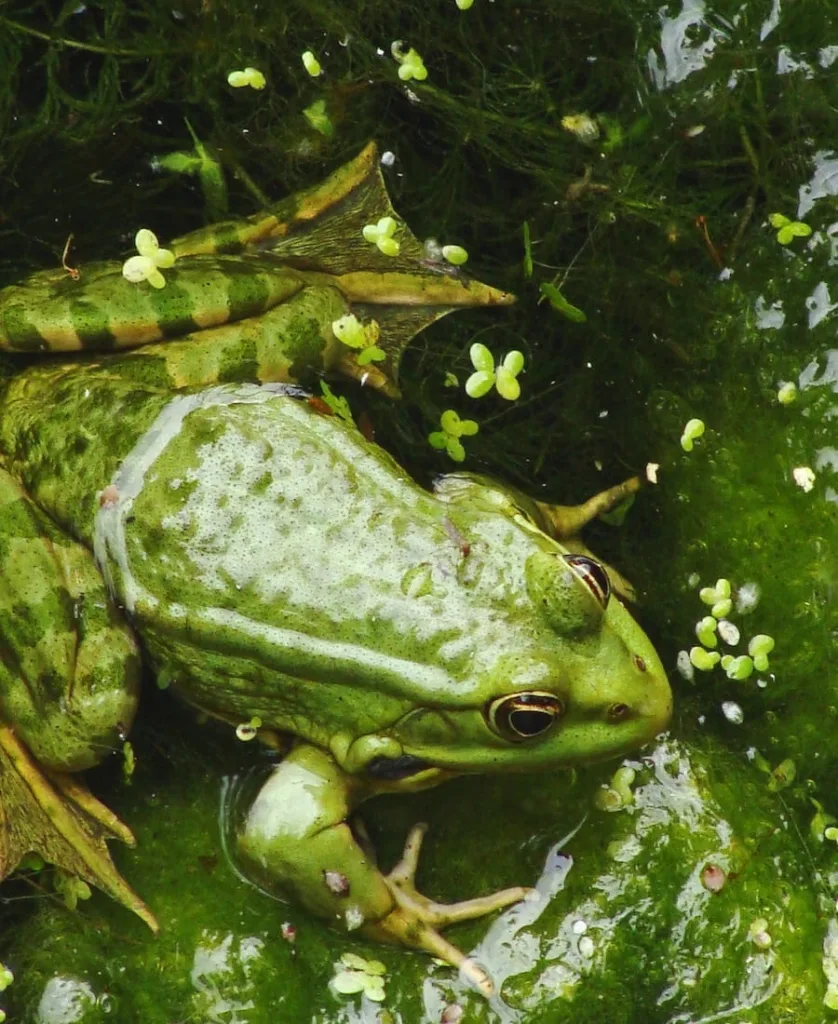 Green frog in the water 