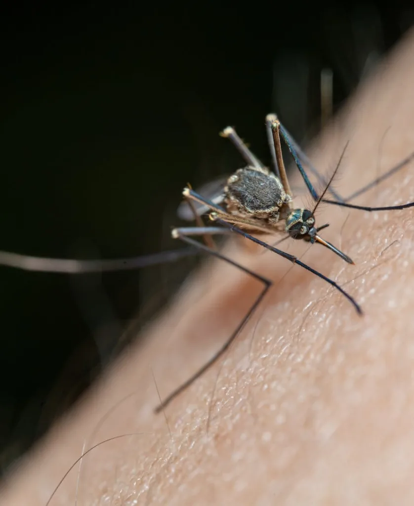 Mosquito biting a person