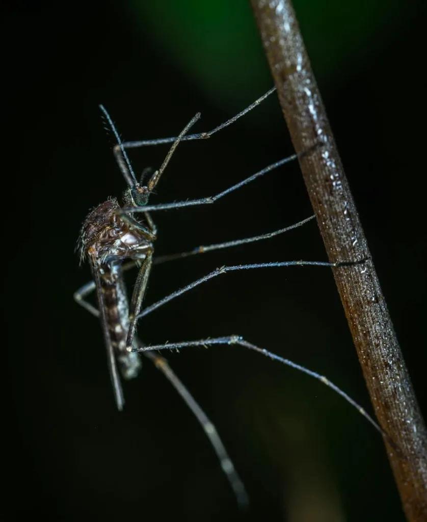 Mosquito on a branch