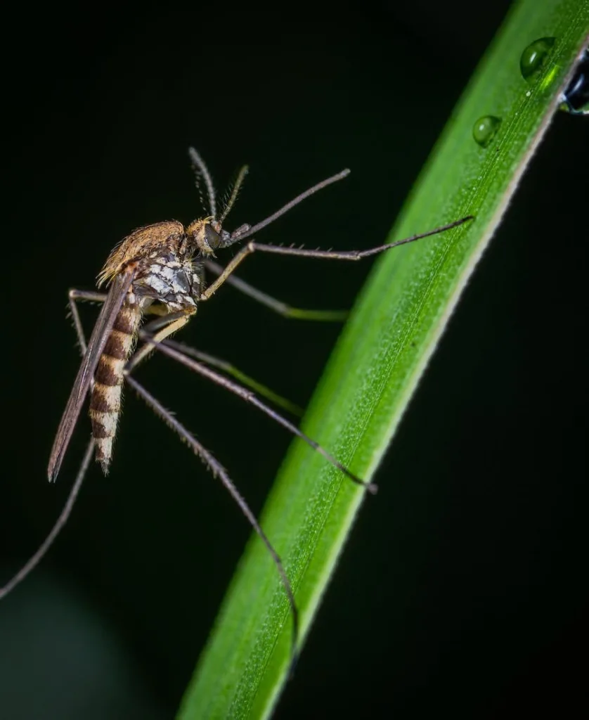 Mosquito on a plant