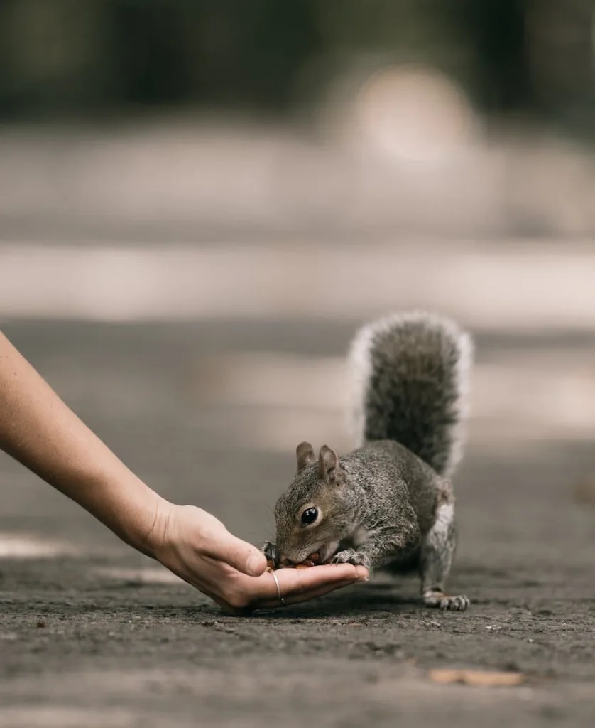 Person feeding a squirrel