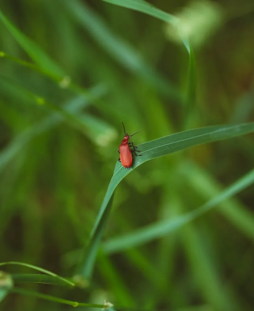 a red scarab in the nature