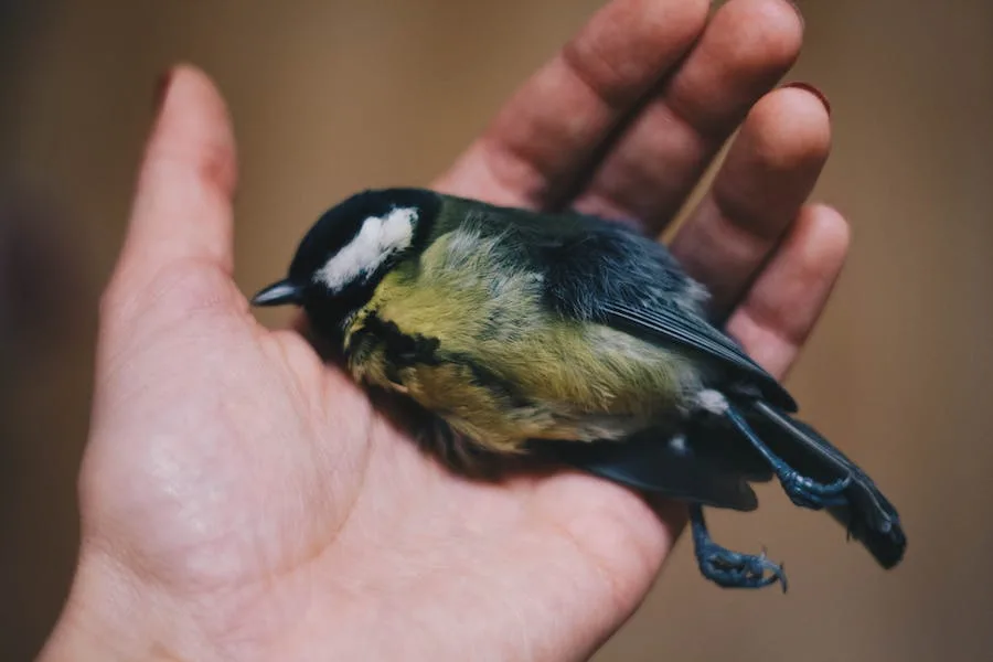 spiritual meaning of finding a dead bird