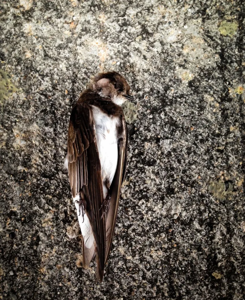 a dead bird