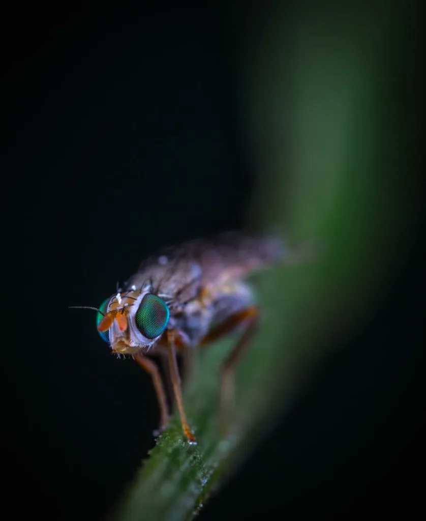 a green fly resting
