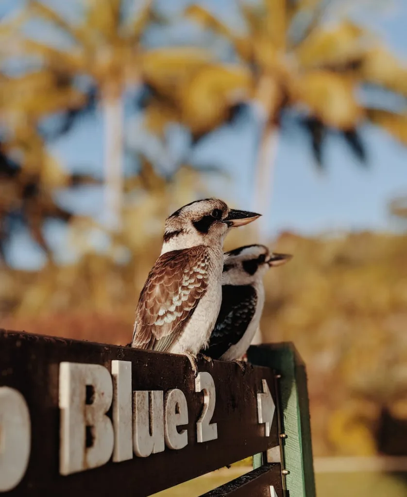 two birds chirping