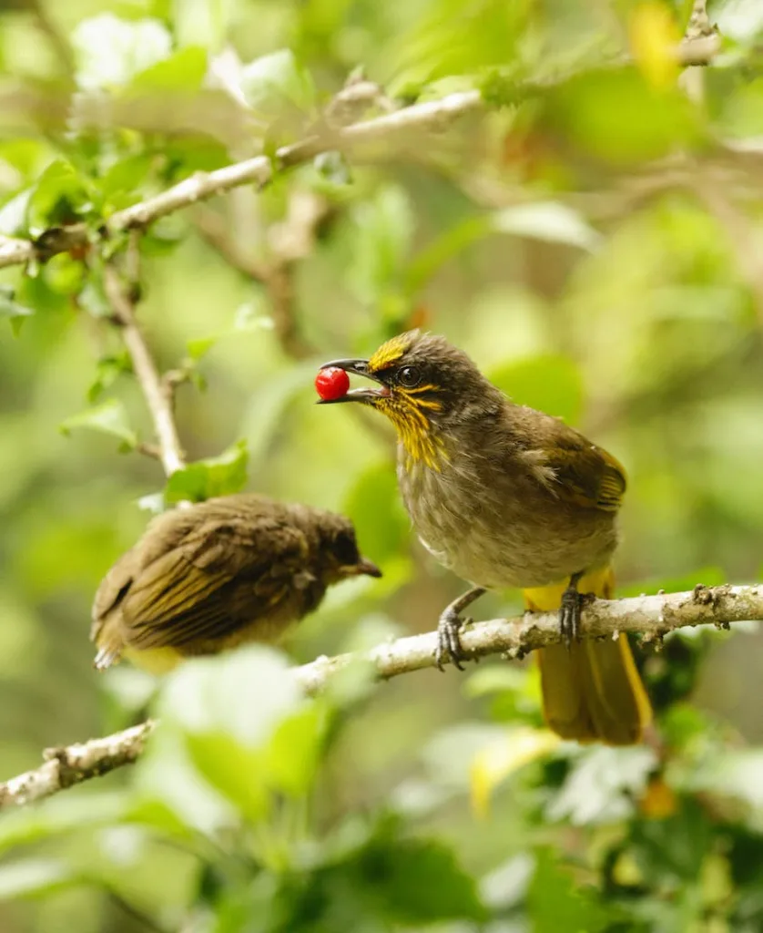 spiritual meaning of hearing birds chirping in the morning