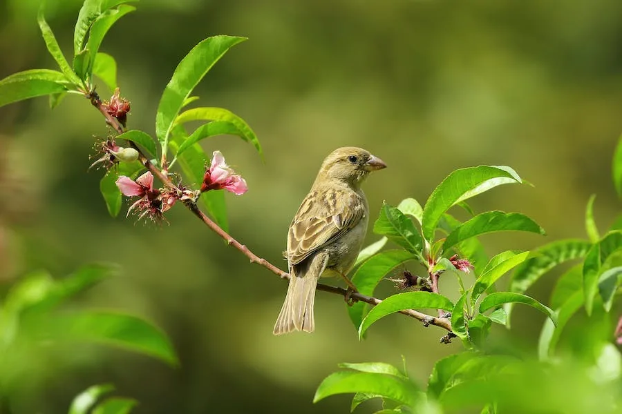 spiritual meaning of hearing birds chirping in the morning